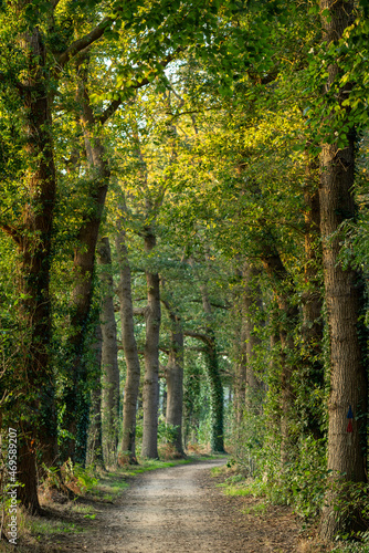 Footpath in the woods in early autumn 