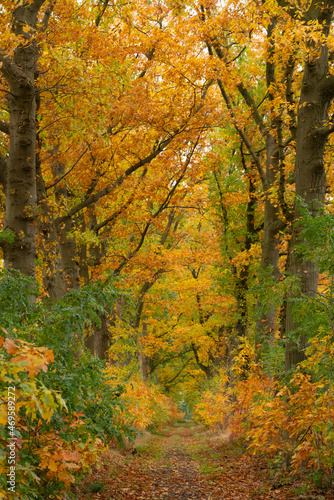 Autumn colours in the woods, forest in the netherlands