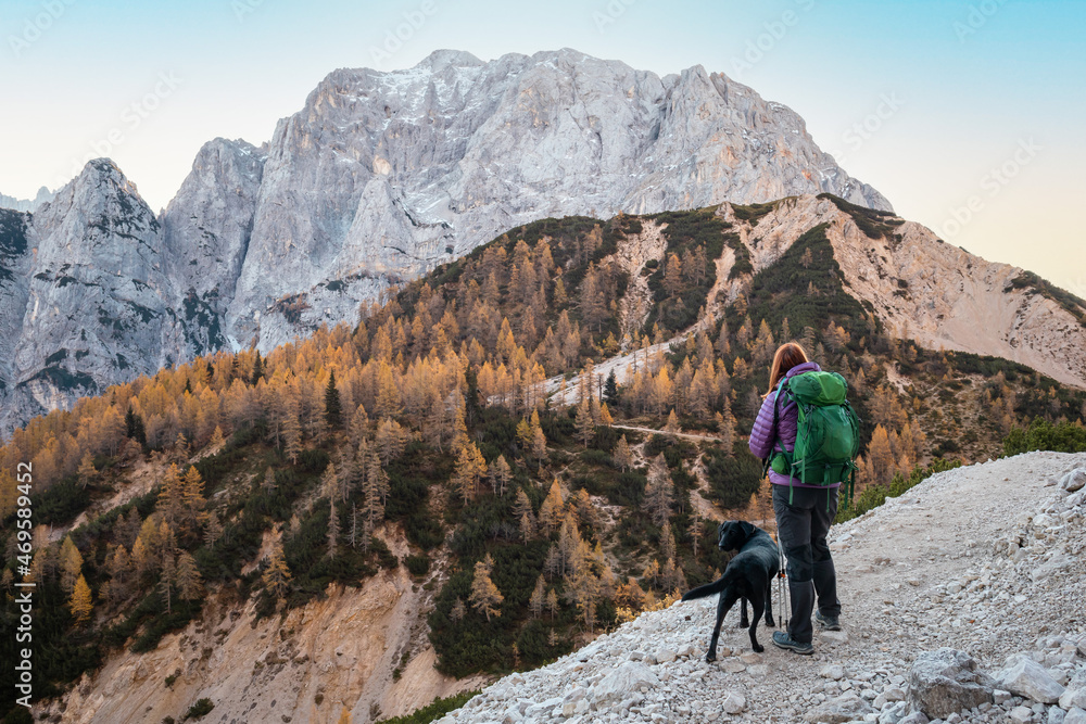 Woman and dog walking in mountains with golden larch trees in autumn.