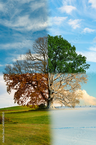 Ein Baum, vier Jahreszeiten, Jahreszeiten, Baum, Jahreszeitenbaum