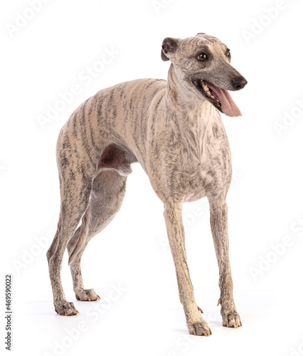 Portrait of Whippet standing and cut out