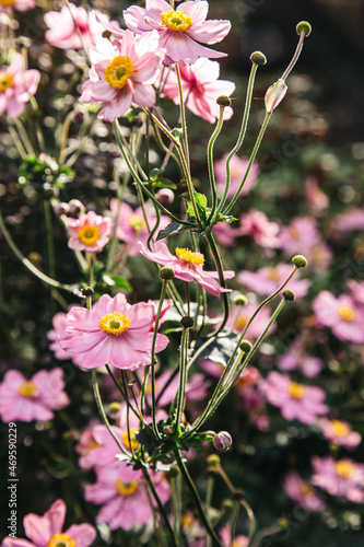 Pink fall flowers 