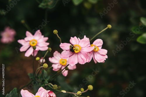 Pink fall flowers 