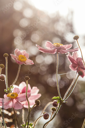 Pink fall flowers 