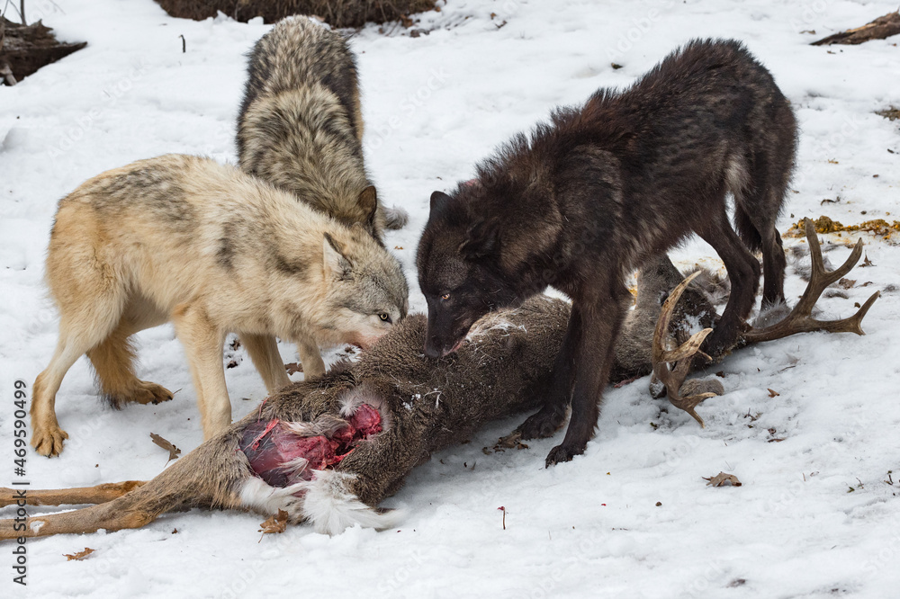 Trio of Grey Wolves (Canis lupus) Tear Into White-Tail Deer Carcass Winter