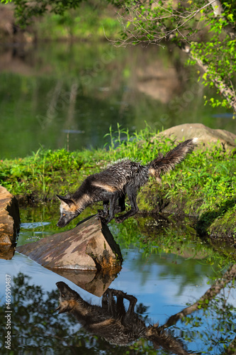 Cross Fox Adult  Vulpes vulpes  Balances After Landing on Rock From Jump Summer