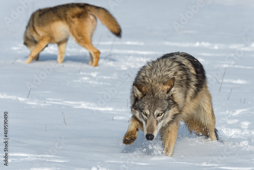 Grey Wolf (Canis lupus) Charges Forward Through Snow Second in Background Winter © hkuchera