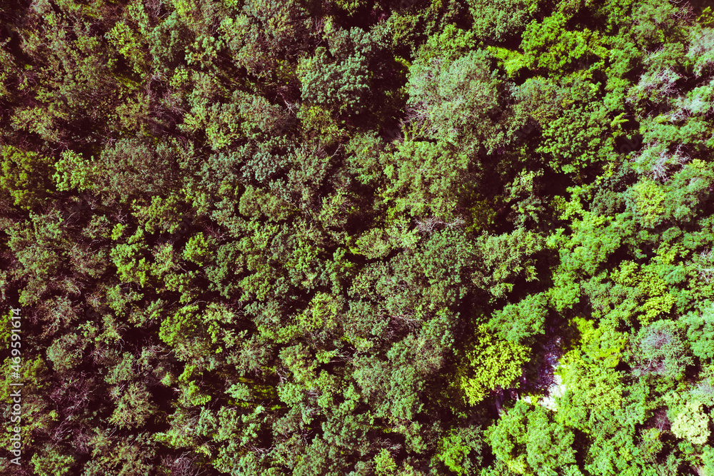 trees from a bird's eye view, shot by drone trees from a bird's eye view, shot by drone