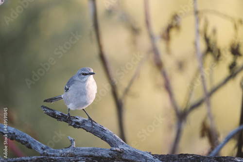 Mockingbird on branch in nature, bird wildlife with blurred background