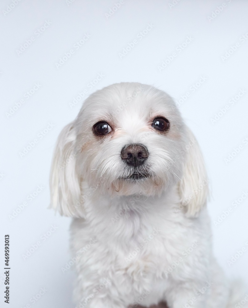 Maltese lapdone on a white background Maltese lapdone on a white background