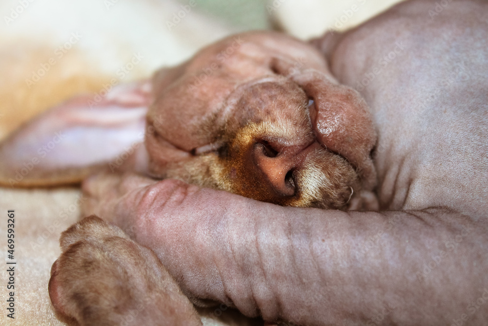 Canadian Sphinx cat sleeping sweetly curled up in a ball covered face with a paw Canadian Sphinx cat sleeping sweetly curled up in a ball covered face with a paw