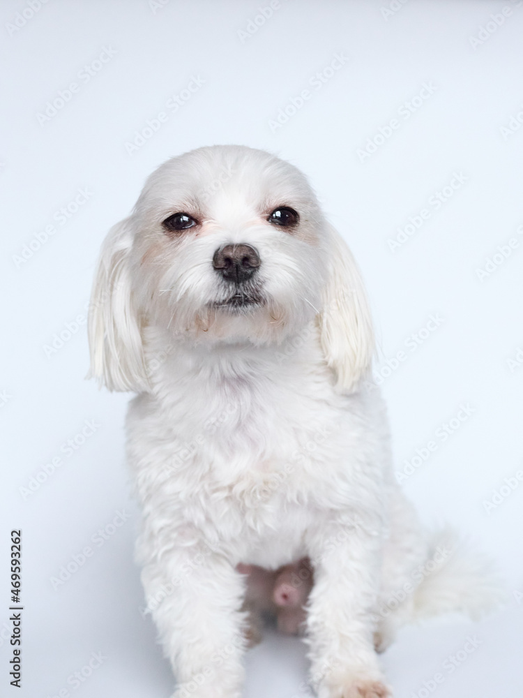 Maltese lapdone on a white background Maltese lapdone on a white background