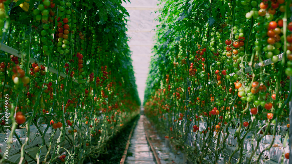 Fototapeta premium Cherry tomato ripening plantation farm industry. High antioxidan bright bushes.