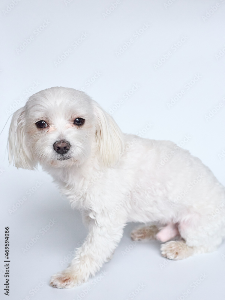 Maltese lapdone on a white background Maltese lapdone on a white background