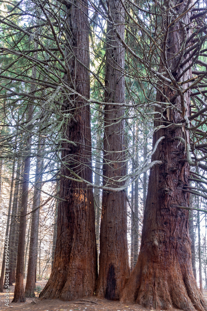 Old Sequoia forest near village of Bogoslov, Bulgaria