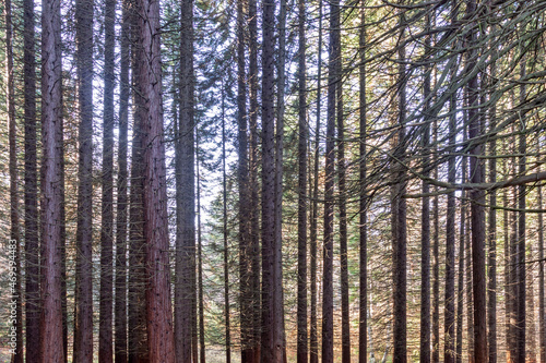 Old Sequoia forest near village of Bogoslov, Bulgaria