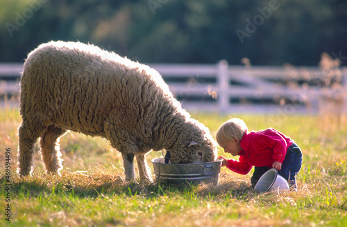 Bucky Brownell feeding the sheep in Andover, New Hampshire USA.