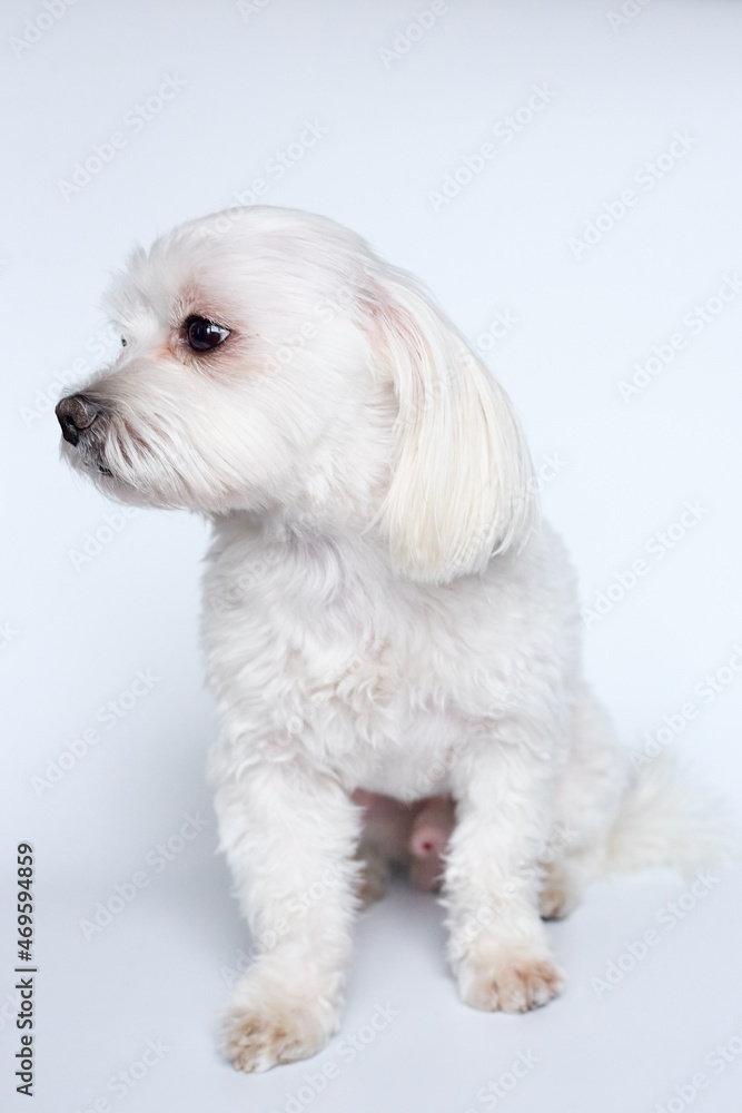 Maltese lapdone on a white background
