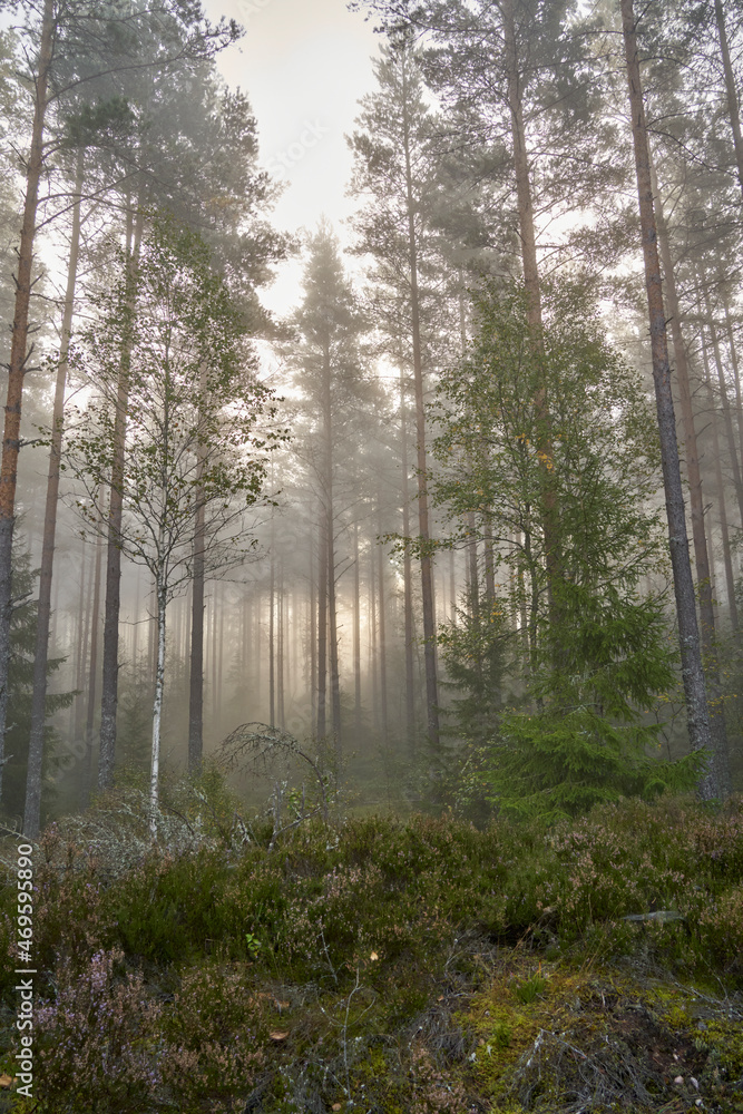 Sunlight shining golden orange in morning mist and fog in pine tree forest wilderness Sunlight shining golden orange in morning mist and fog in pine tree forest wilderness