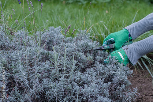 Gardener pruns lavender bushes in the garden photo