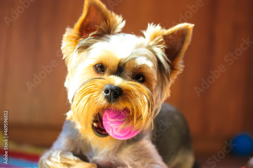 Funny little brown Yorkshire Terrier dog playing at home, holding a purple ball in his teeth. Pet toys. A playful, healthy puppy muzzle close-up. Canine backdrop. Doggy with clever eyes. Playful mood.