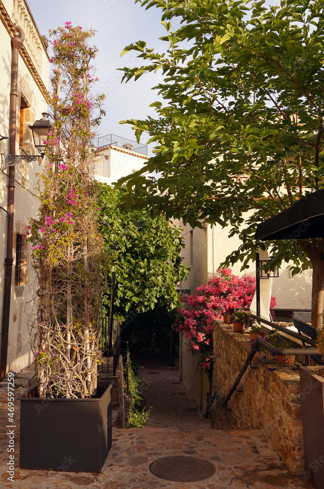 a street in Spain with flowers and trees in the morning in Spain in summer