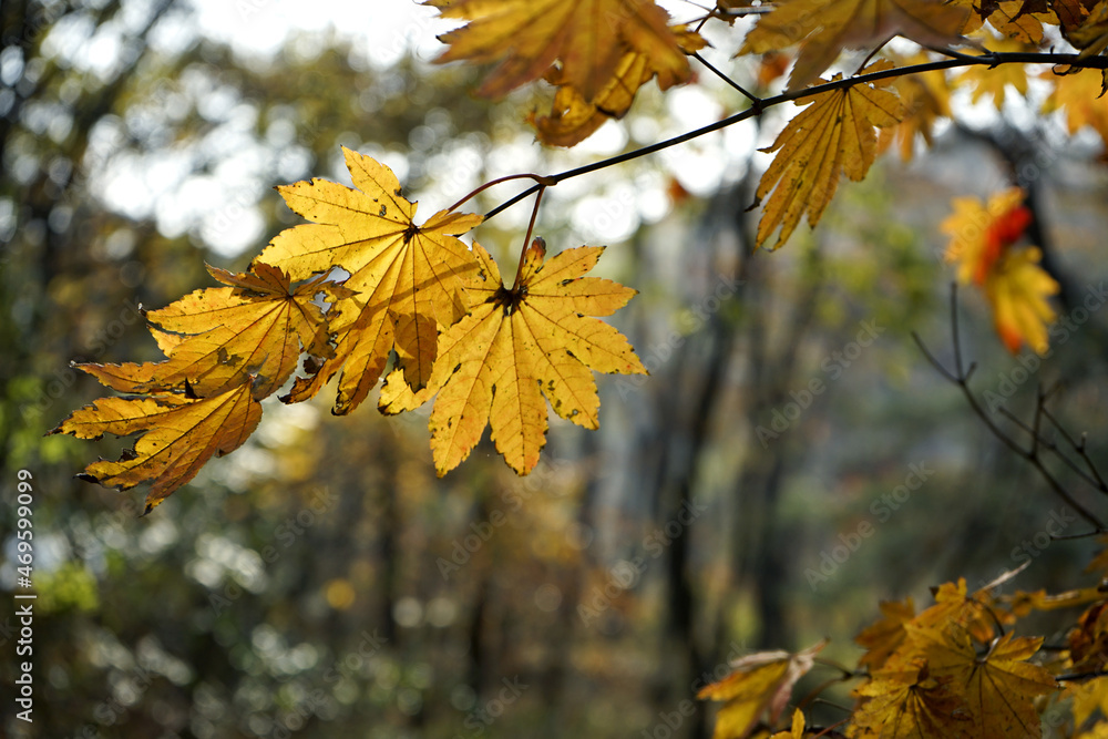Obraz premium 가을풍경인 낙엽 단풍이 아름답게 햇살에 반짝입니다.