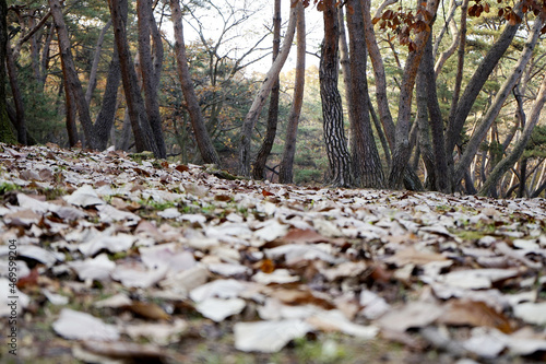 가을풍경인 낙엽 단풍이 아름답게 햇살에 반짝입니다.