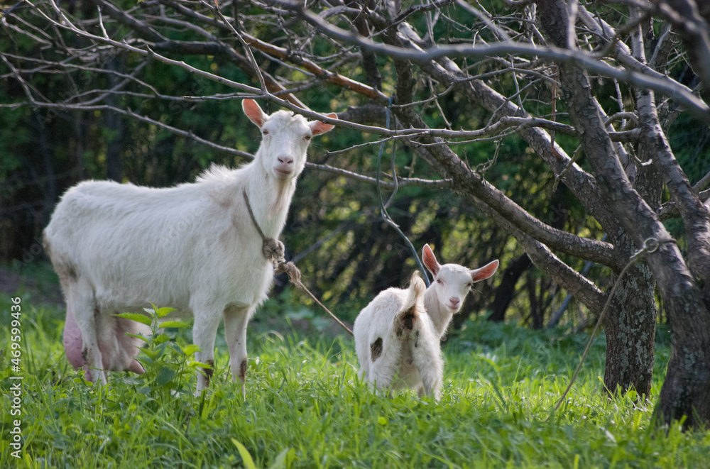 adorable goats on a spring lawn in foothills of almaty kazakhstan adorable goats on a spring lawn in foothills of almaty kazakhstan