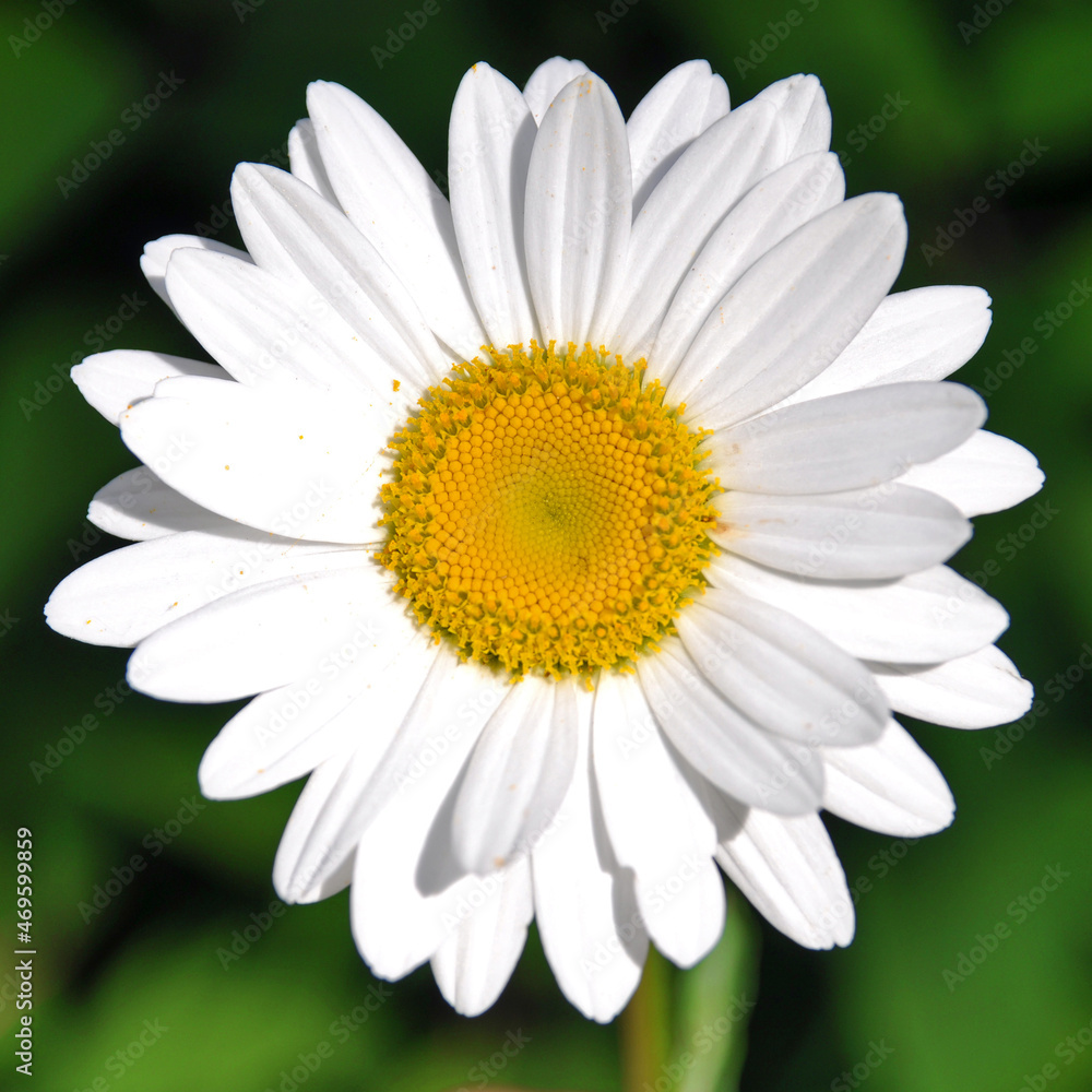 Obraz premium Margarite im Sommer