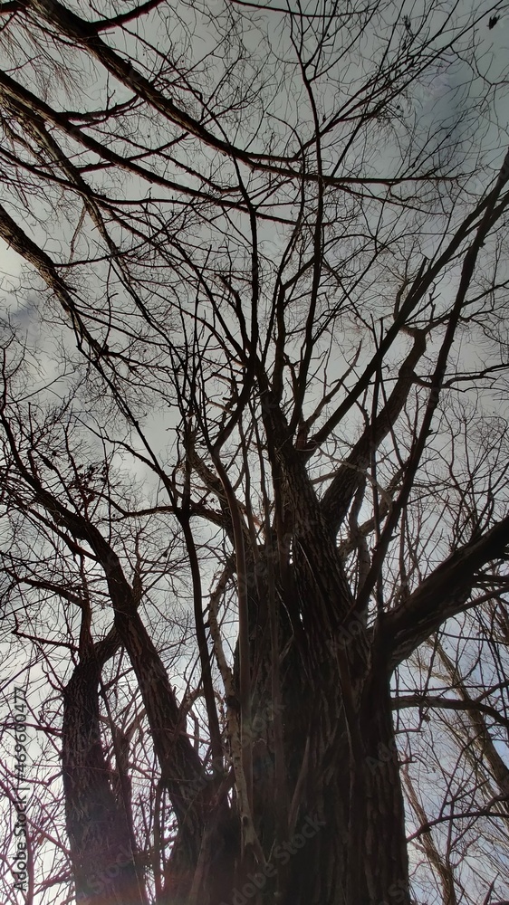 Obraz premium tree in winter