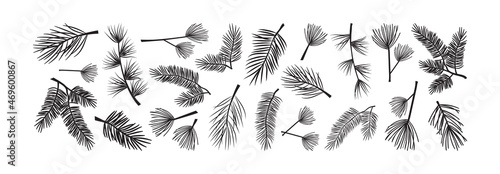 Christmas tree and pine, fir branch vector set. Evergreen plant. Winter nature illustration