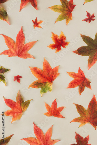 Random autumn pattern with colorful yellow orange red green leaves isolated on pastel beige background. Fall natural foliage texture. Minimal flat lay.  