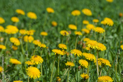 yellow dandelions on grass © alma