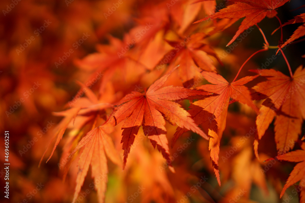 紅葉で赤く染まったもみじ 紅葉で赤く染まったもみじ