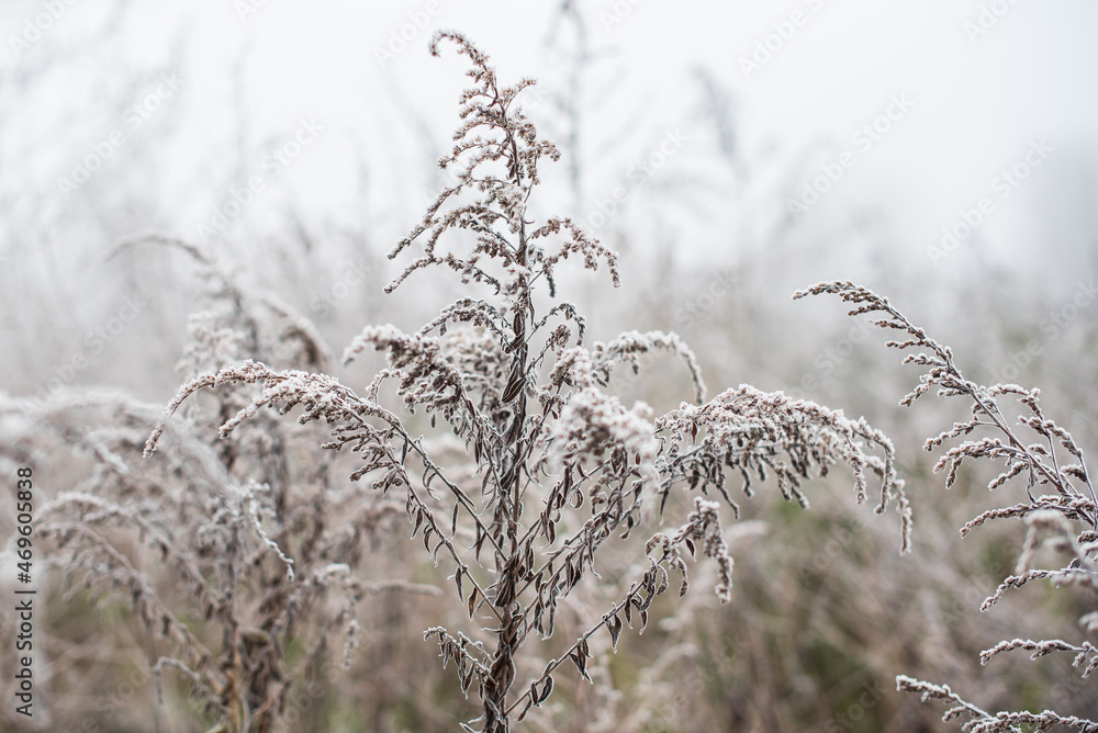 Frosted plants on a cold autumn morning. Frosted plants on a cold autumn morning.