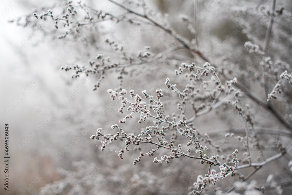 Frosted subtle plants on a cold autumn morning. Wedding background Frosted subtle plants on a cold autumn morning. Wedding background