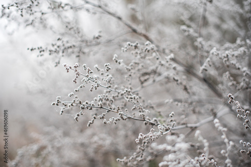 Frosted subtle plants on a cold autumn morning. Wedding background © Bargais