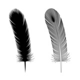 Illustration of bird feathers (fill and line) (white background, vector, cut out)