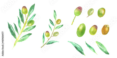 水彩で描いたオリーブの枝葉と実のイラスト