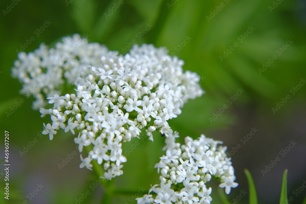Valerian officinalis close-up on a green blurred background. Healing flowers and herbs.White flowers of Valerian Valerian officinalis close-up on a green blurred background. Healing flowers and herbs.White flowers of Valerian