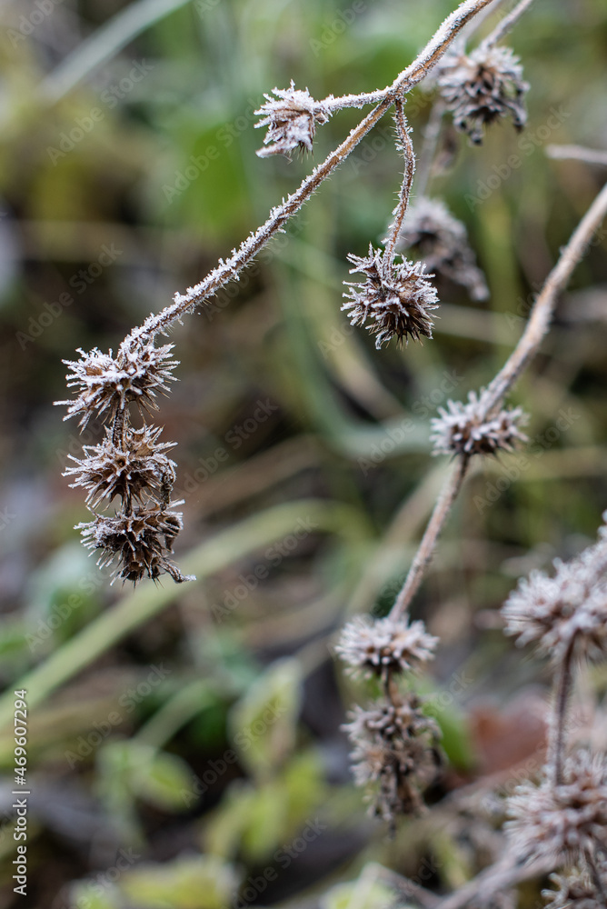 Frosted plants on a cold autumn morning Frosted plants on a cold autumn morning
