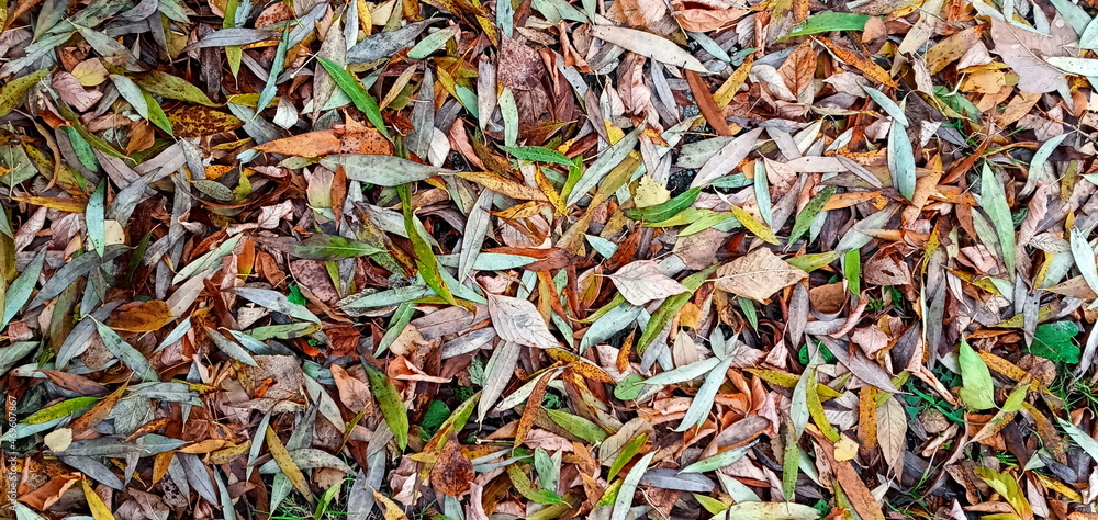 Close-up of bright yellow willow leaves. Abstract autumn background. Fantastic vibrant leaves on the grass. Close-up of bright yellow willow leaves. Abstract autumn background. Fantastic vibrant leaves on the grass.