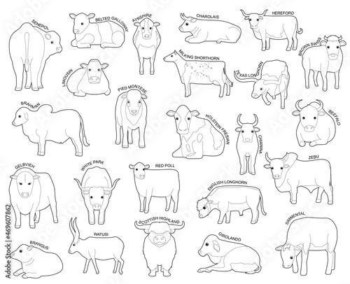 Fototapeta Naklejka Na Ścianę i Meble -  Domestic Cow Set Various Kind Identify Cartoon Vector Black and White