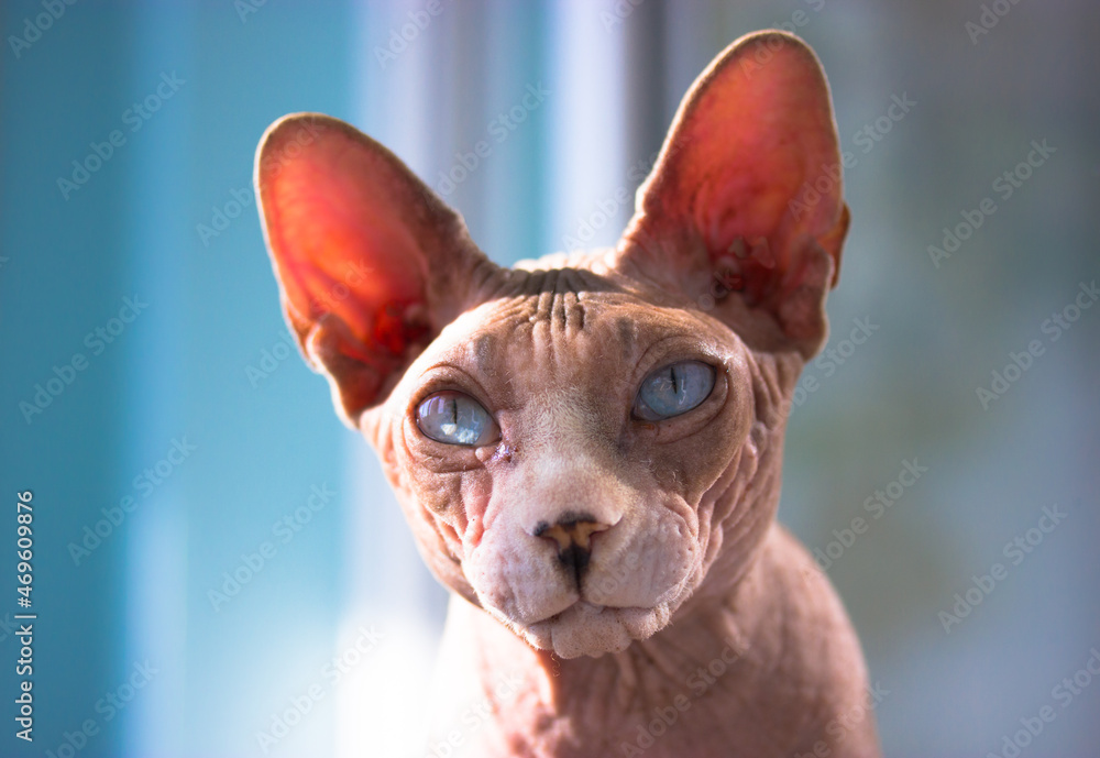 Beautiful gray blue-eyed bald Canadian Sphynx kitty white muzzle portrait on light blue background. Amazing cat in the interior. International Cat Day. A serious look into a camera. Lovely pet indoors