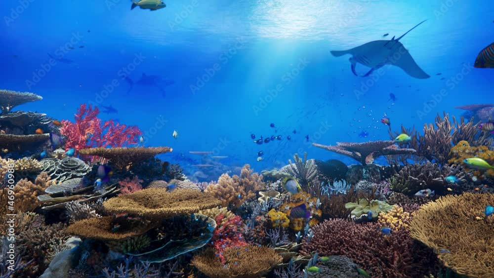 Colorful coral reefs, schools of beautiful fishes swimming blue underwater ocean sea.