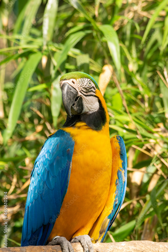 Obraz premium animales