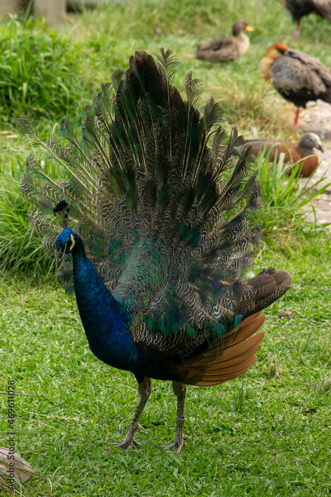 Obraz premium animales