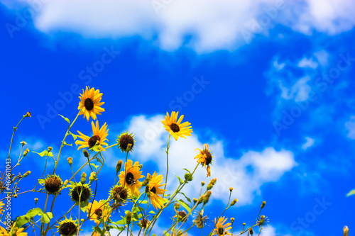 Beautiful little yellow sunflowers against a blue white cloudy sky at sunny summer day. Harvesting in the field in early fall. Agricultural backdrop. Blooming floral garden, meadow. Place for text. © vita