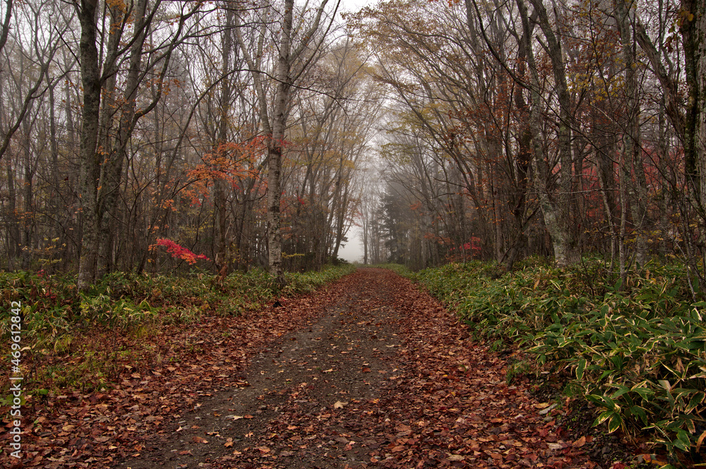 Obraz premium 葉の落ちた木々の間を通る田舎道。